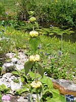 Phlomis Russeliana (fam. Labiees) (02) (Photo F. Mrugala)